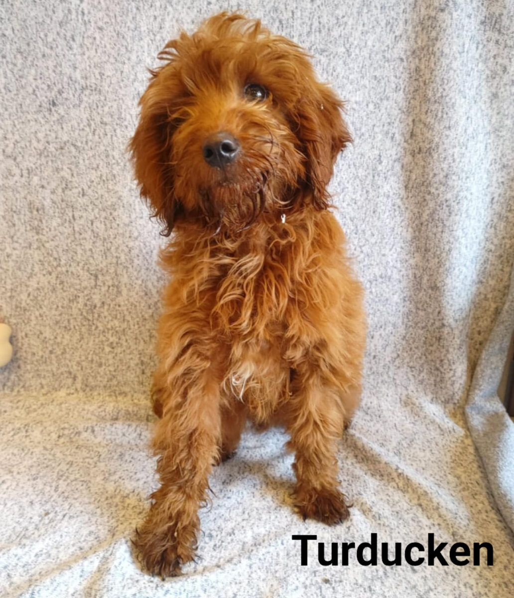Turducken - The Road Home Animal Project