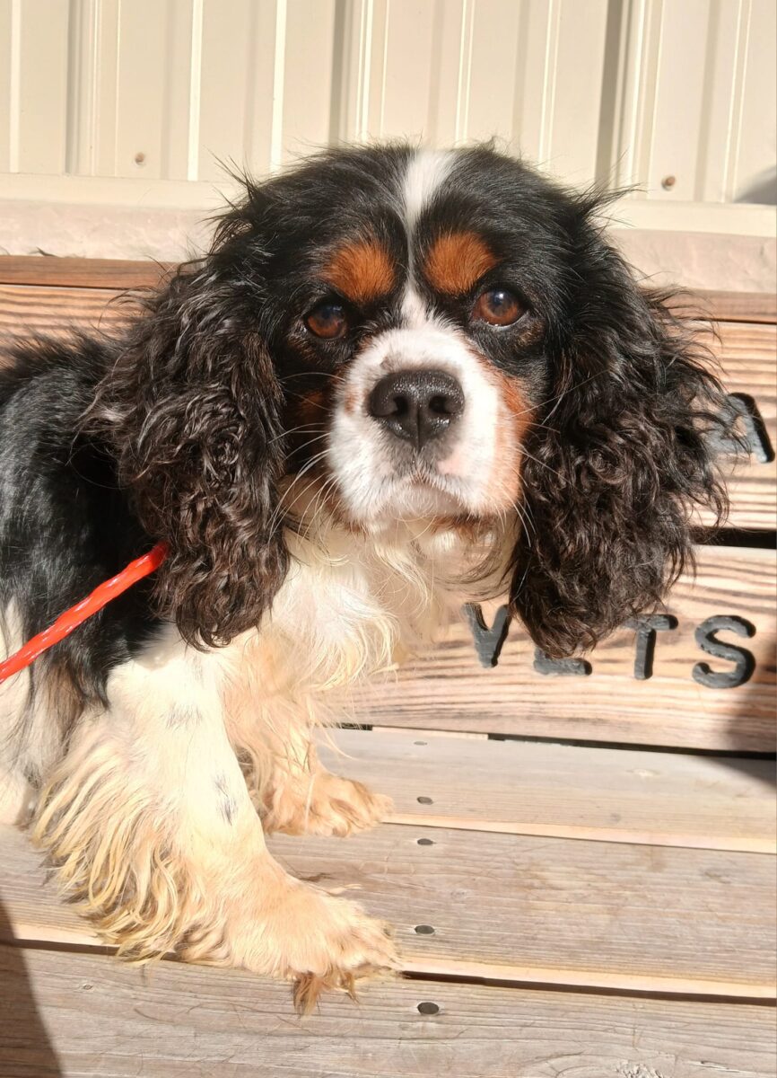 Watson - The Road Home Animal Project