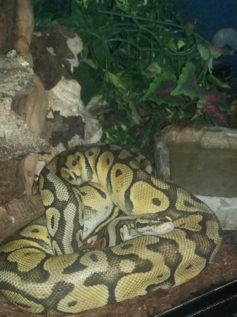 Monty (ball python) - The Road Home Animal Project