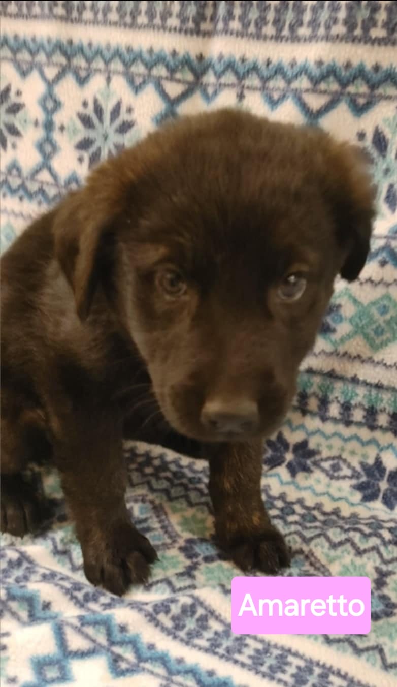 Amaretto - The Road Home Animal Project