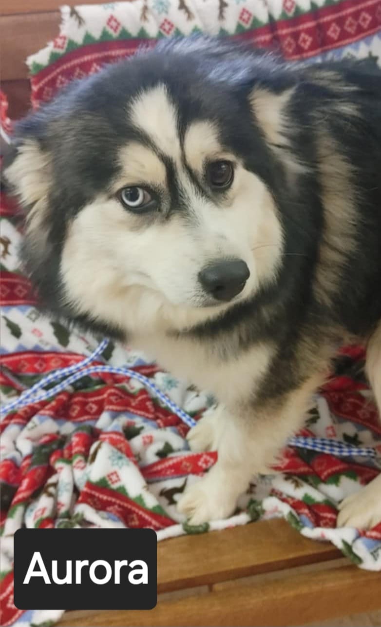 Aurora - The Road Home Animal Project