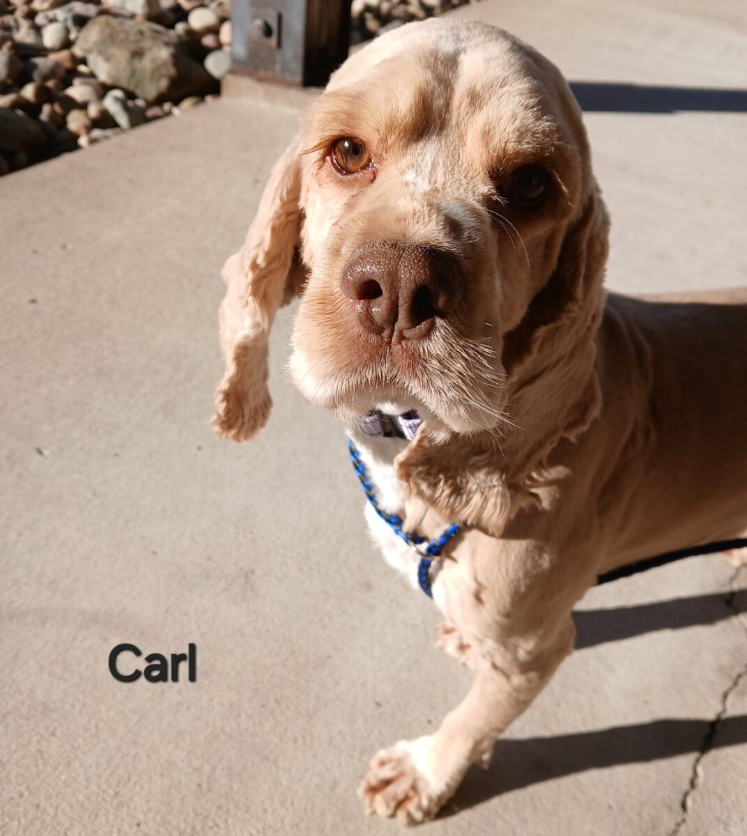 Carl - The Road Home Animal Project