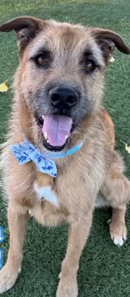 Chip - The Road Home Animal Project