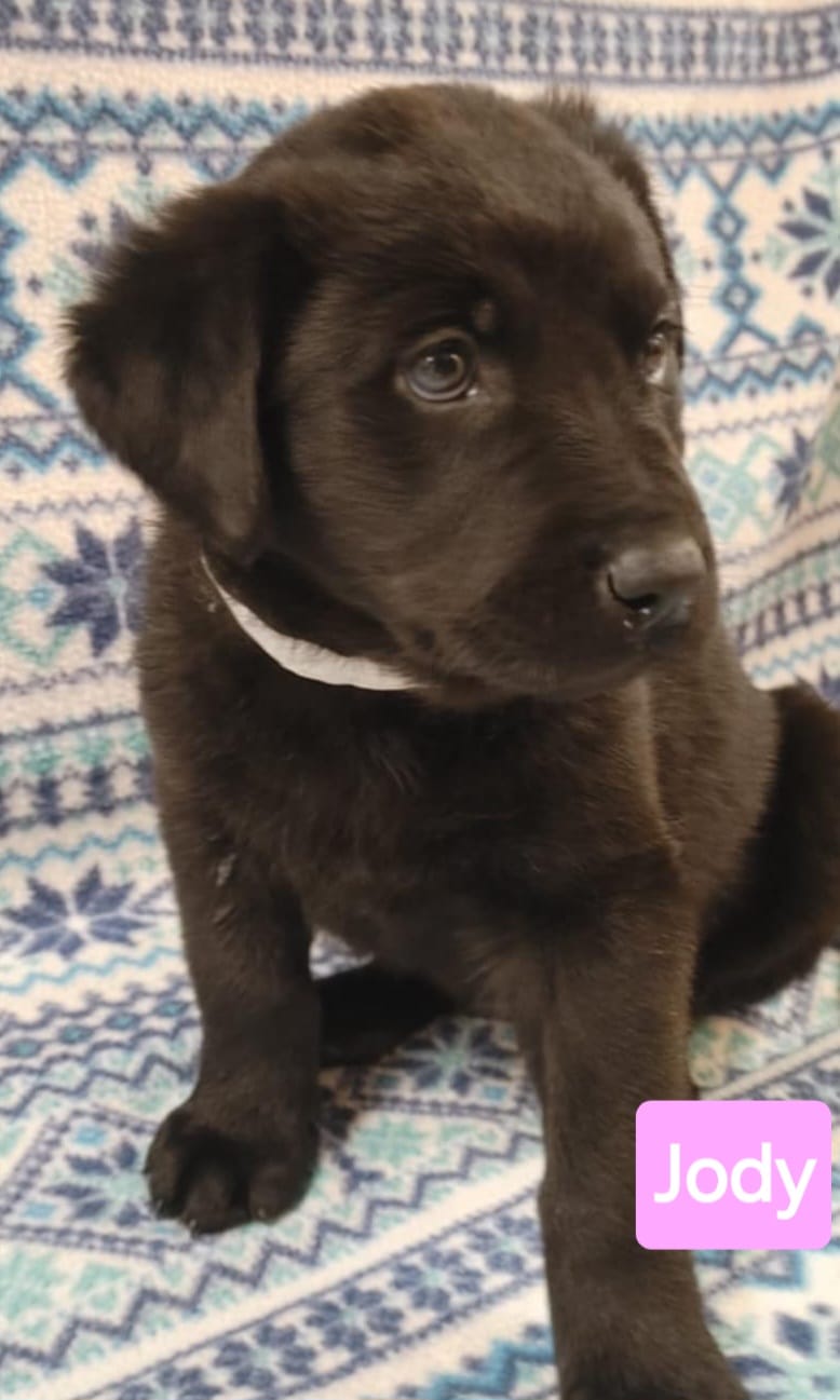 Jodi - The Road Home Animal Project