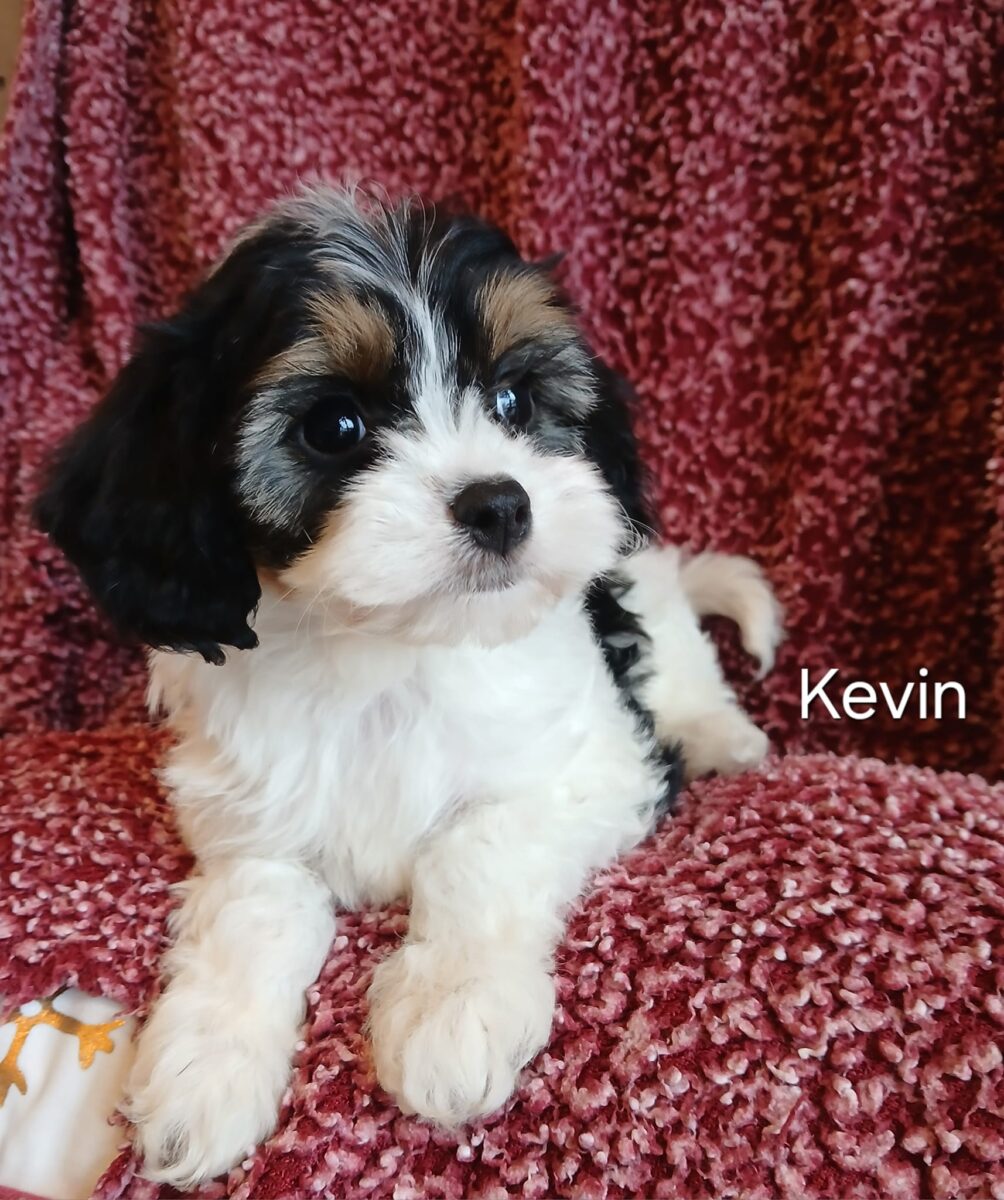 Kevin - The Road Home Animal Project