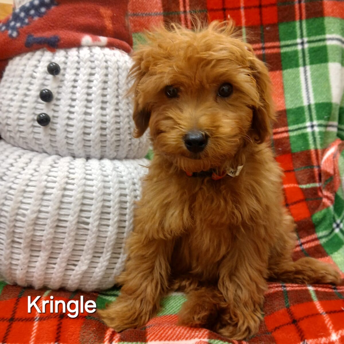 Kringle - The Road Home Animal Project