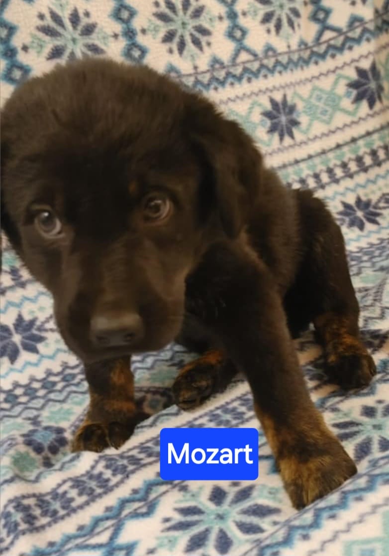 Mozart - The Road Home Animal Project
