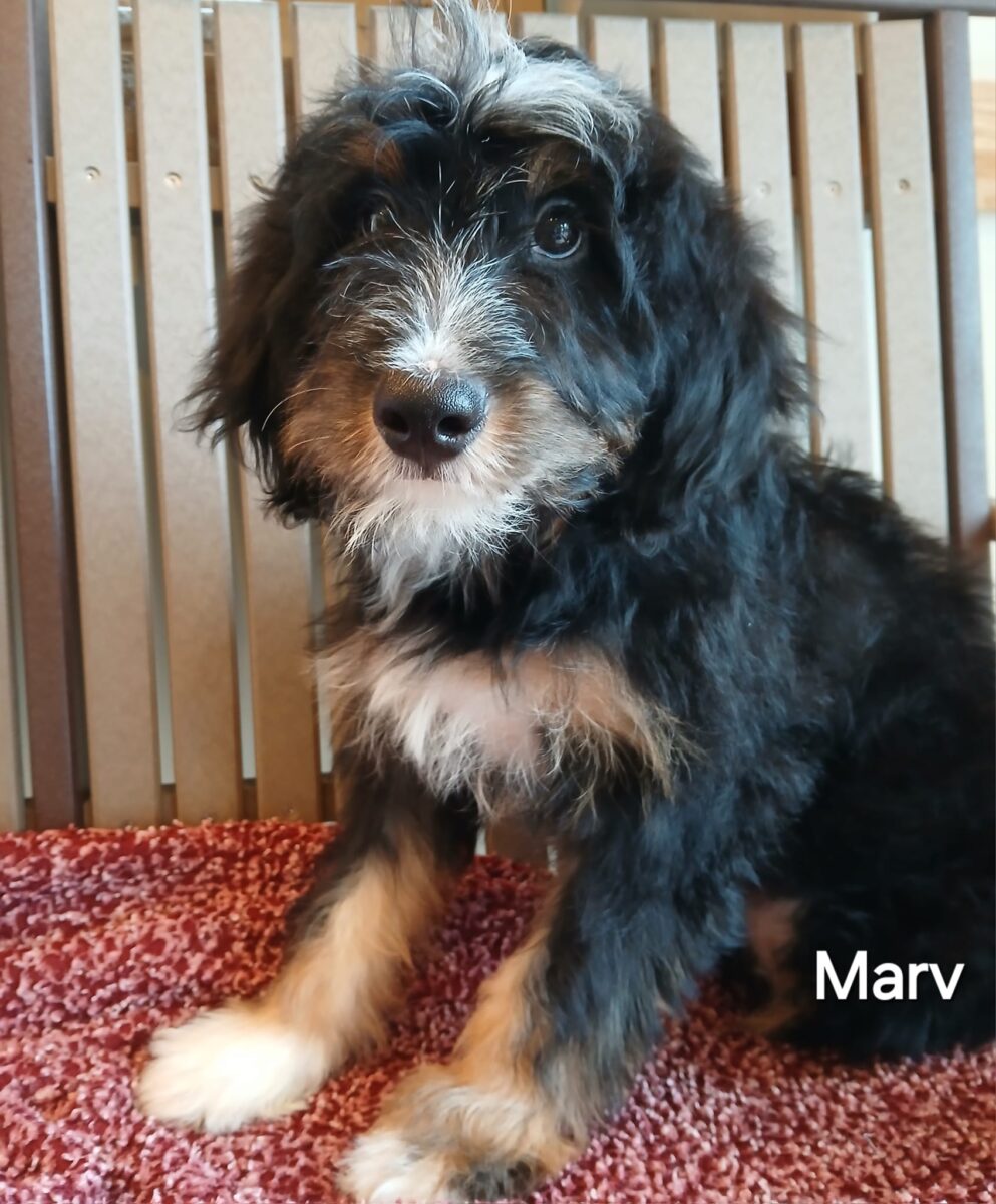 Marv - The Road Home Animal Project