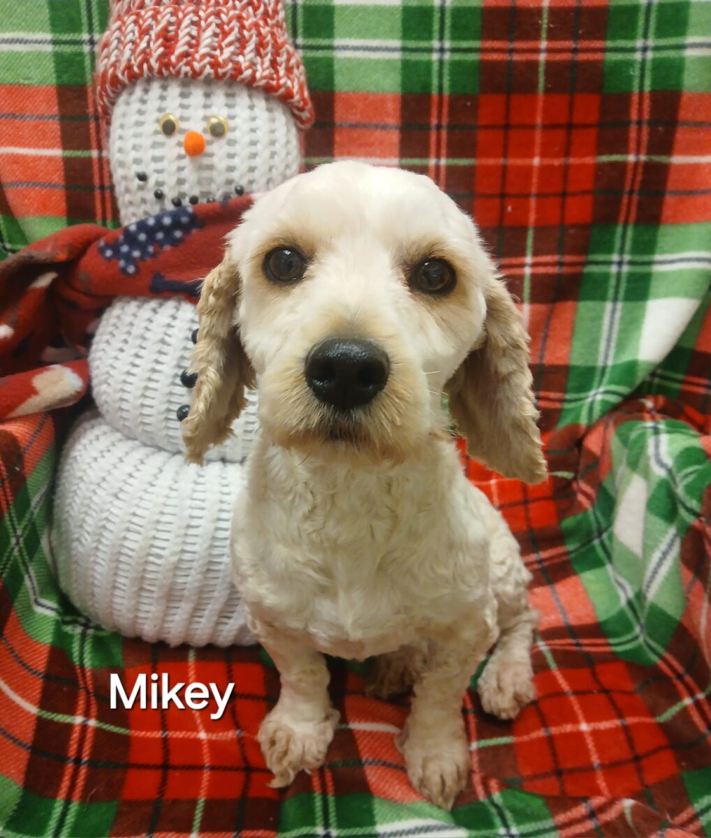 Mickey - The Road Home Animal Project