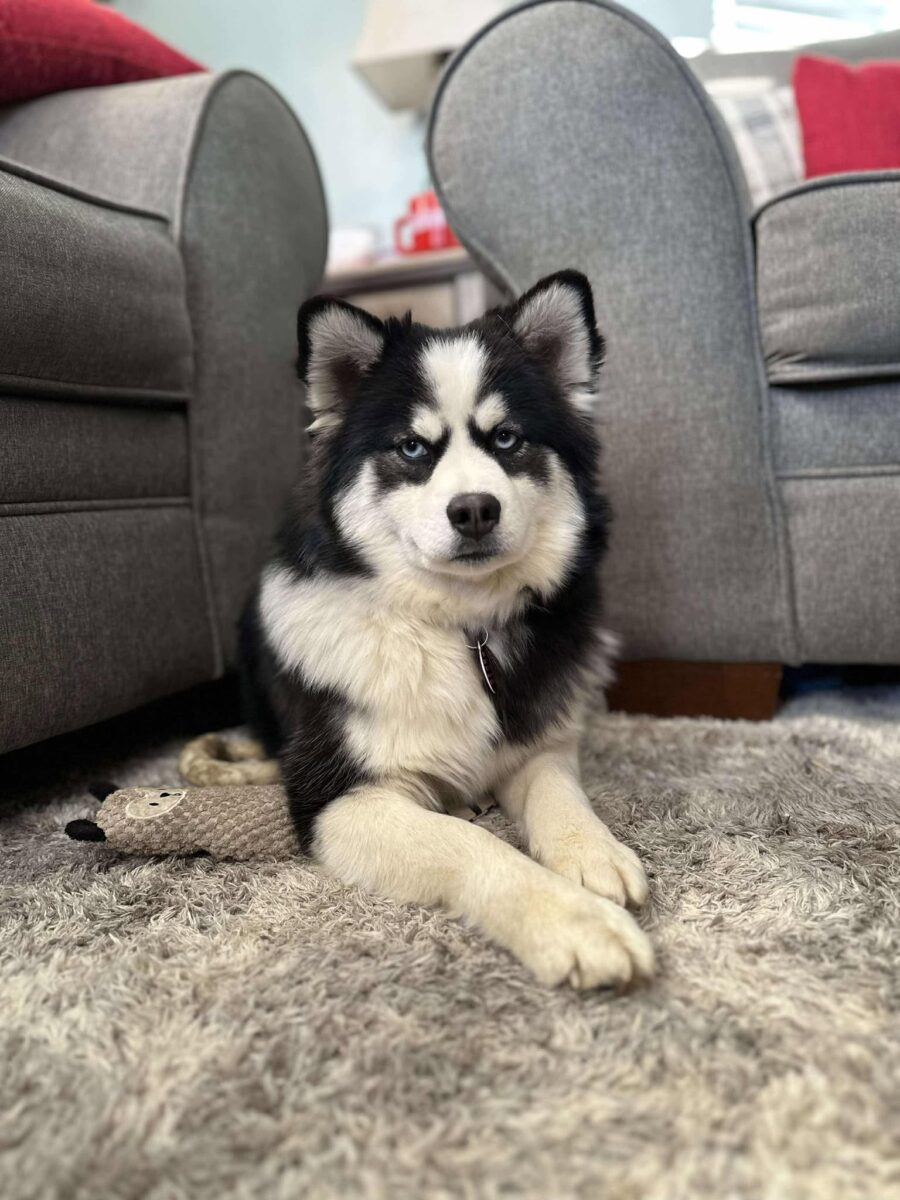 Neela - The Road Home Animal Project