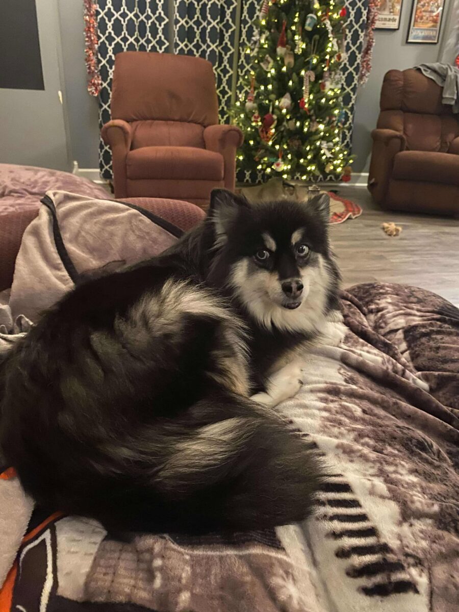 Nicki - The Road Home Animal Project