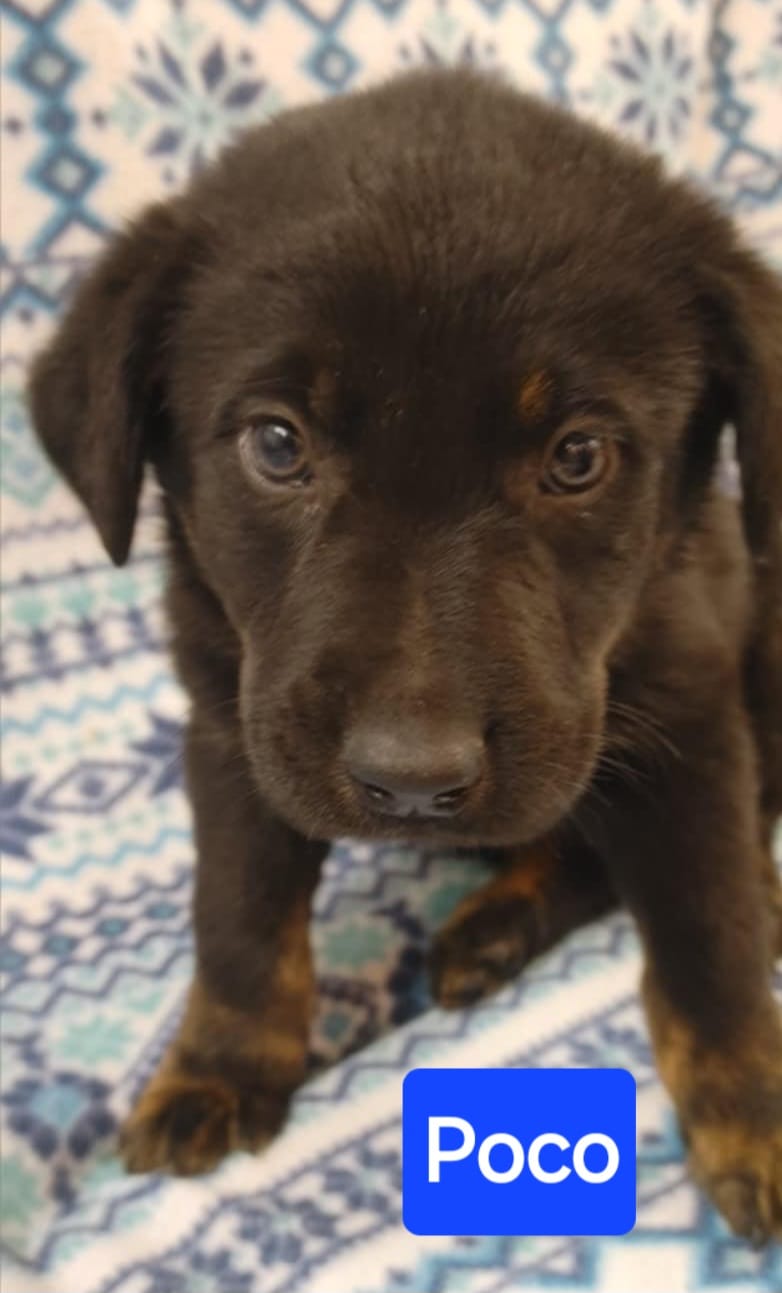 Poco - The Road Home Animal Project