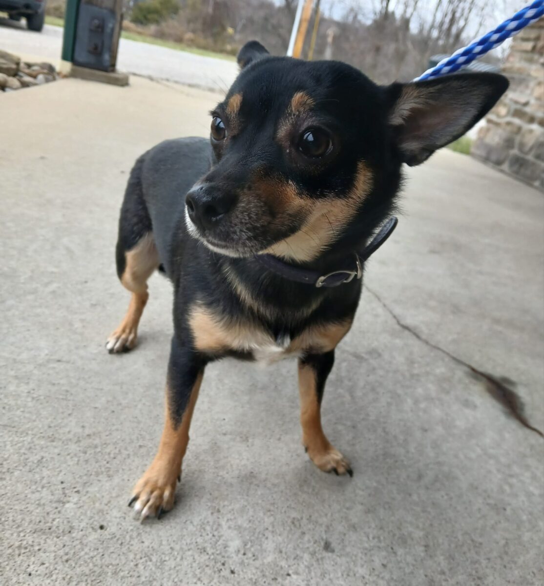 Roxy - The Road Home Animal Project