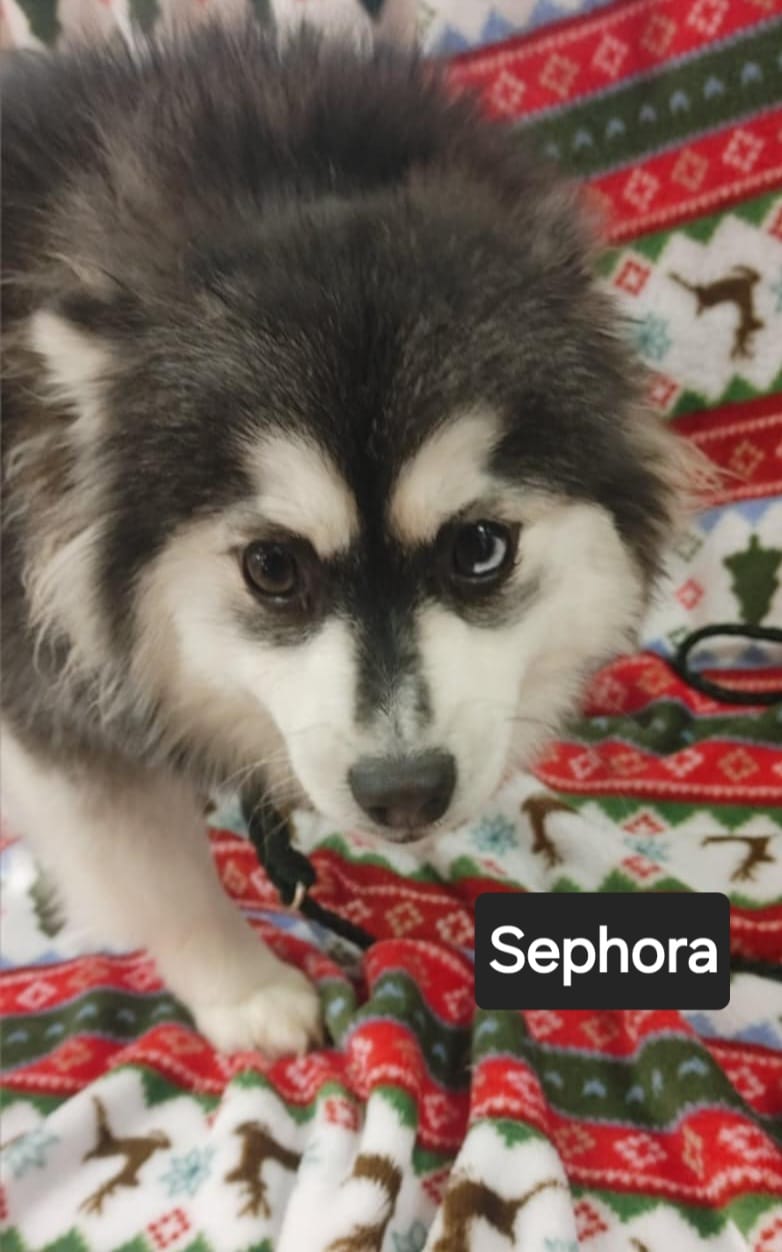 Sephora - The Road Home Animal Project