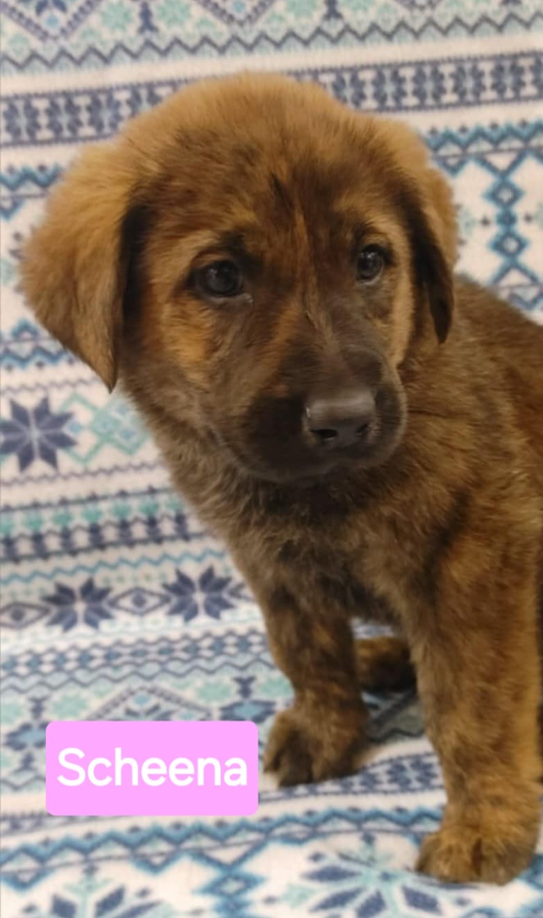 Sheena - The Road Home Animal Project