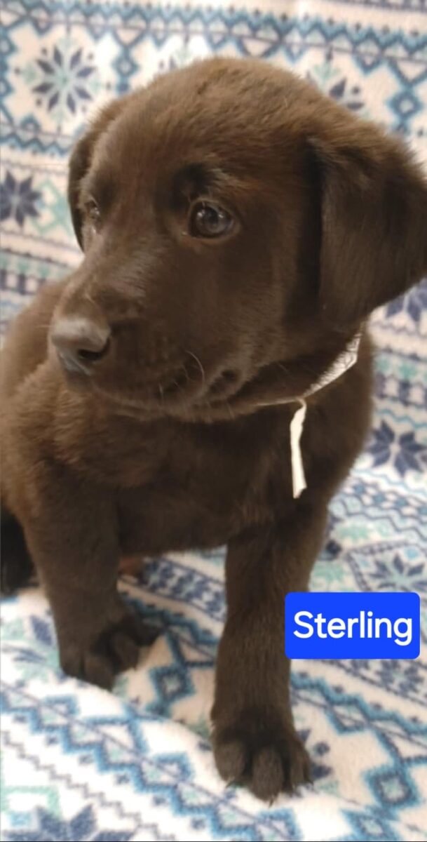 Sterling - The Road Home Animal Project