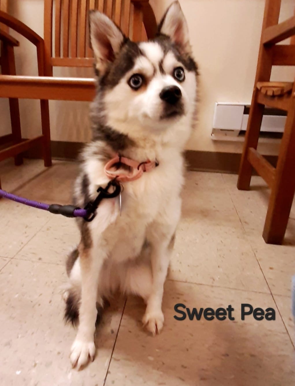 Sweet Pea - The Road Home Animal Project