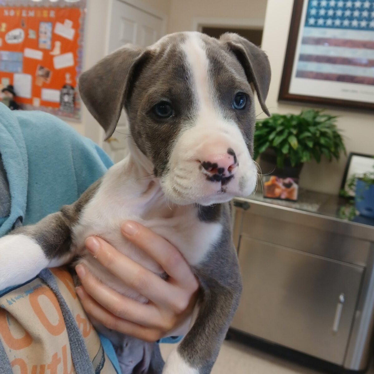 Nick - The Road Home Animal Project