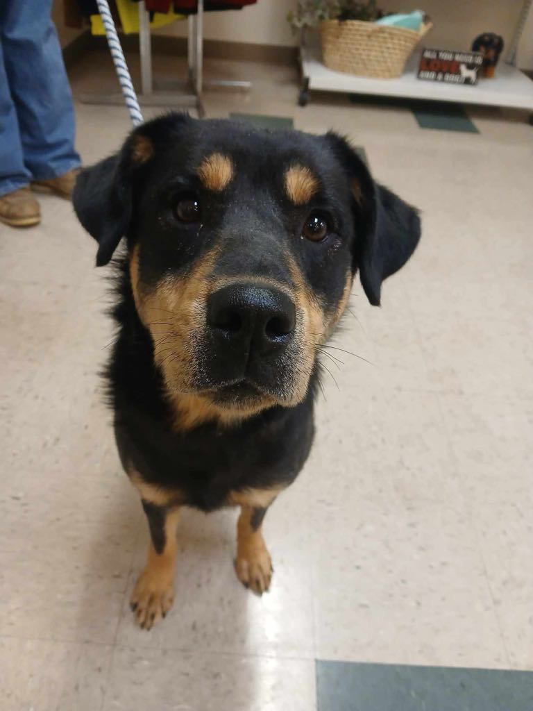 Madison (cell dog) - The Road Home Animal Project