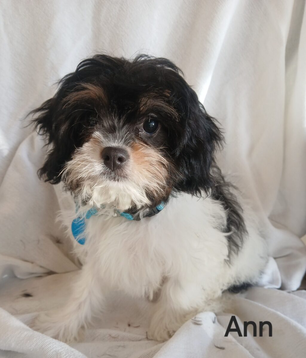 Ann - The Road Home Animal Project