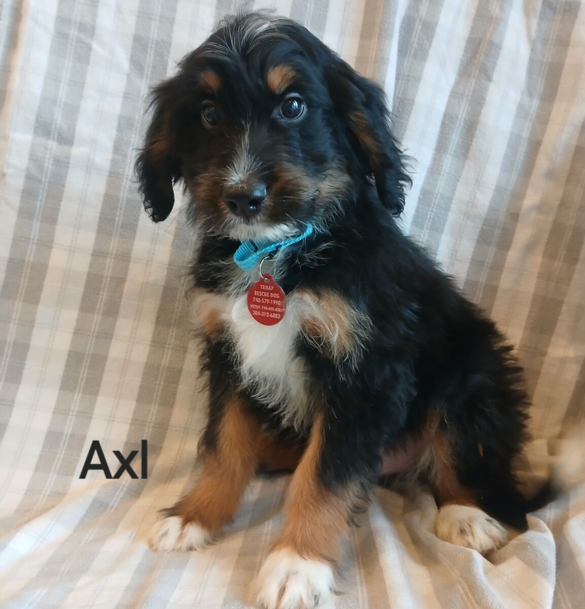 Axl - The Road Home Animal Project