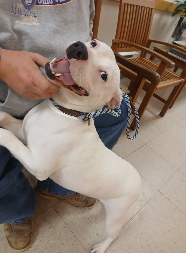 Bianca - The Road Home Animal Project