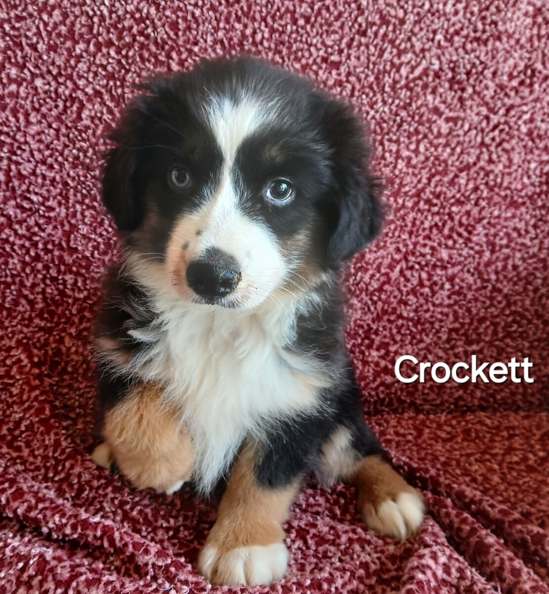 Crockett - The Road Home Animal Project