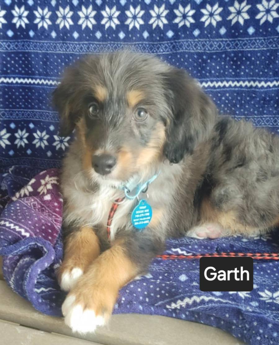 Garth - The Road Home Animal Project