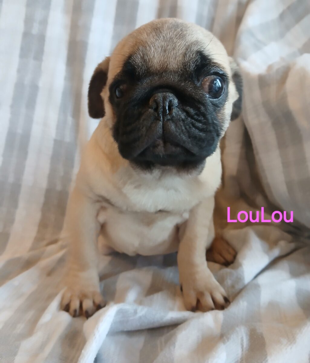 LouLou - The Road Home Animal Project