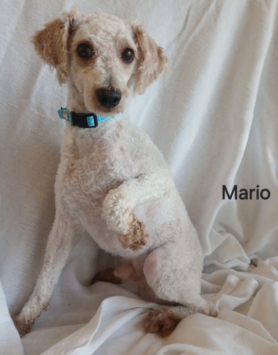Mario - The Road Home Animal Project