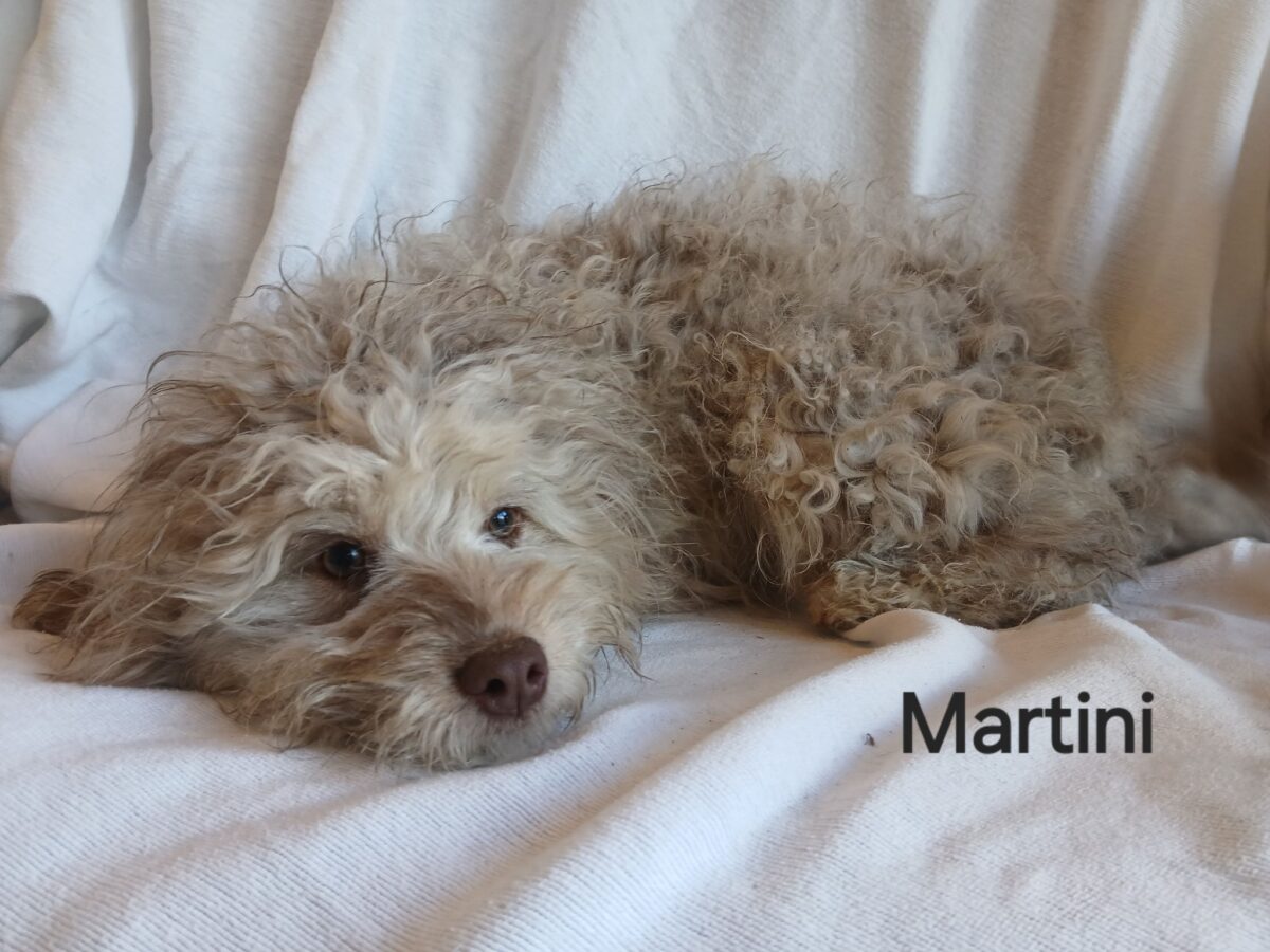 Martini - The Road Home Animal Project