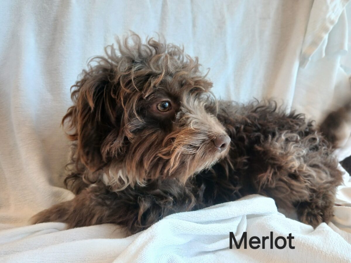 Merlot - The Road Home Animal Project