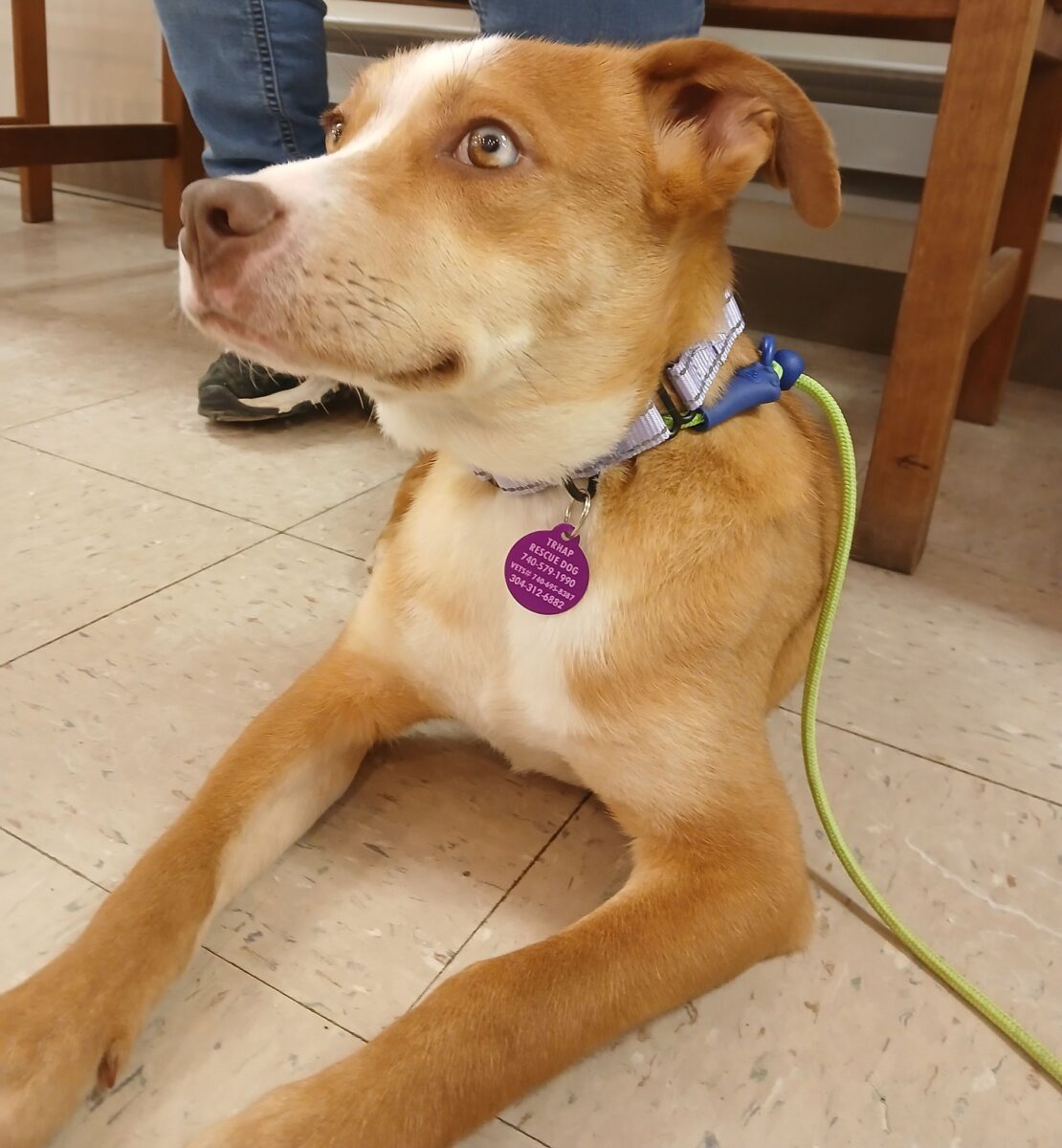 Mina - The Road Home Animal Project