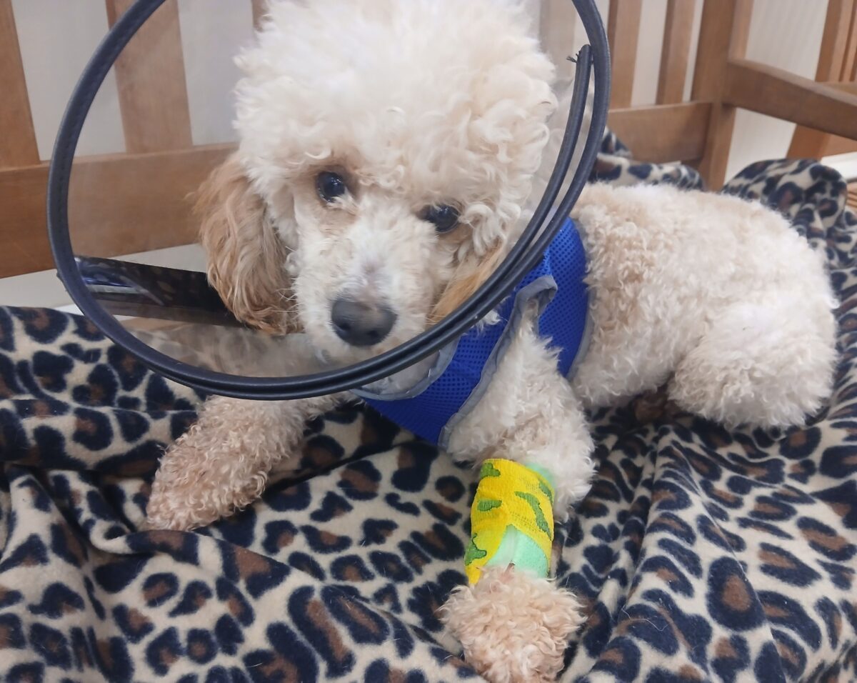 Nemo - The Road Home Animal Project