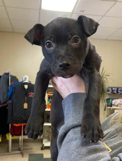 Oliver - The Road Home Animal Project