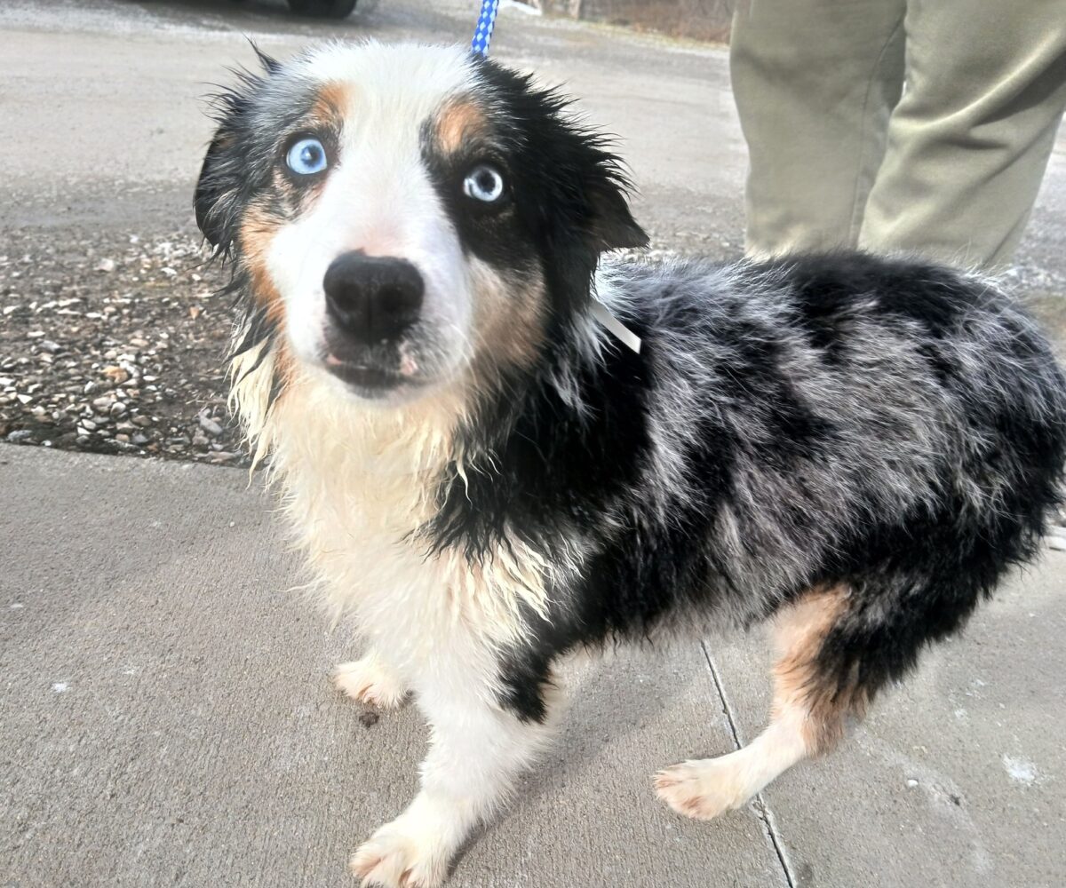 Payton (cell dog) - The Road Home Animal Project