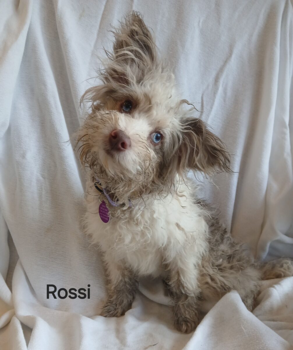 Rossi - The Road Home Animal Project