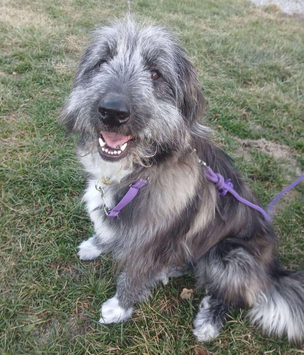 Ruby - The Road Home Animal Project