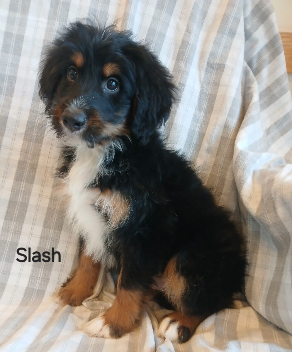 Slash - The Road Home Animal Project