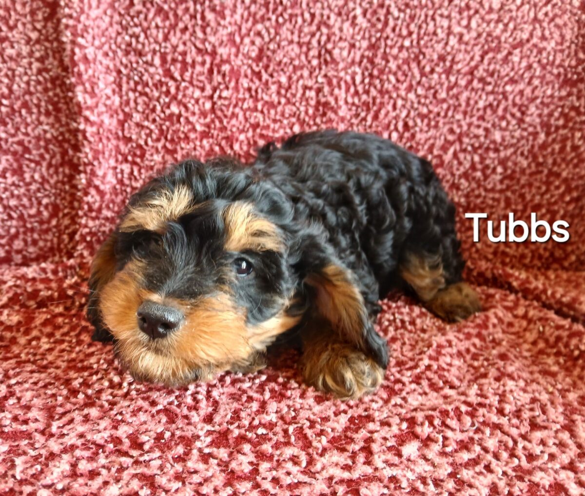 Mrs Tubbs - The Road Home Animal Project