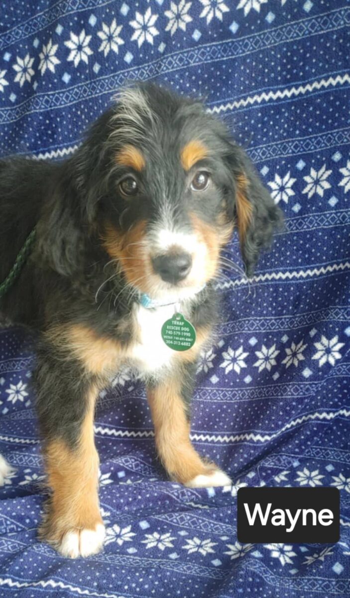 Wayne - The Road Home Animal Project