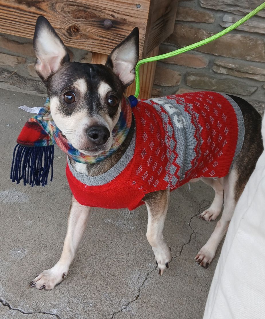 Winter - The Road Home Animal Project