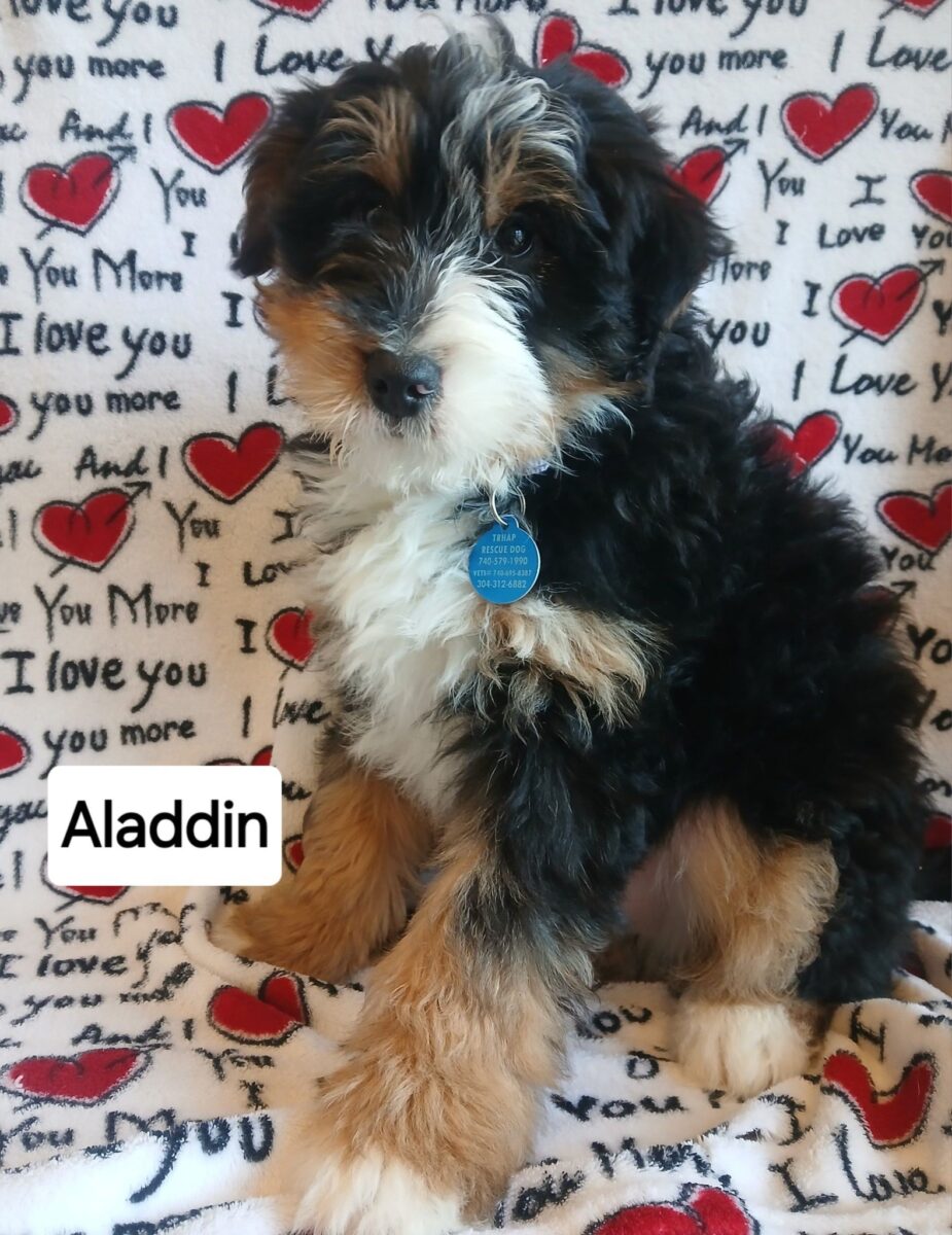 Aladdin - The Road Home Animal Project