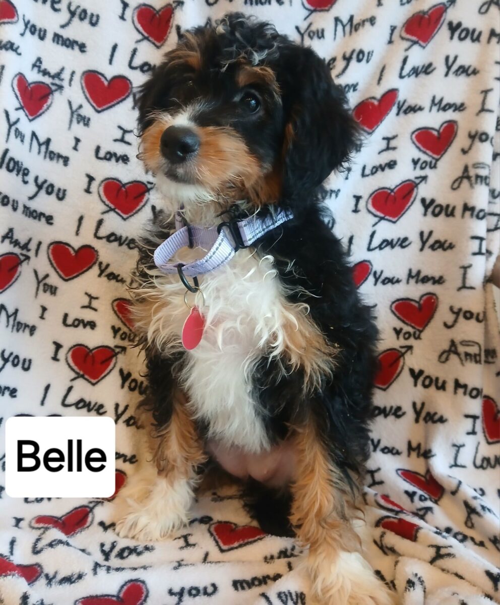 Belle - The Road Home Animal Project