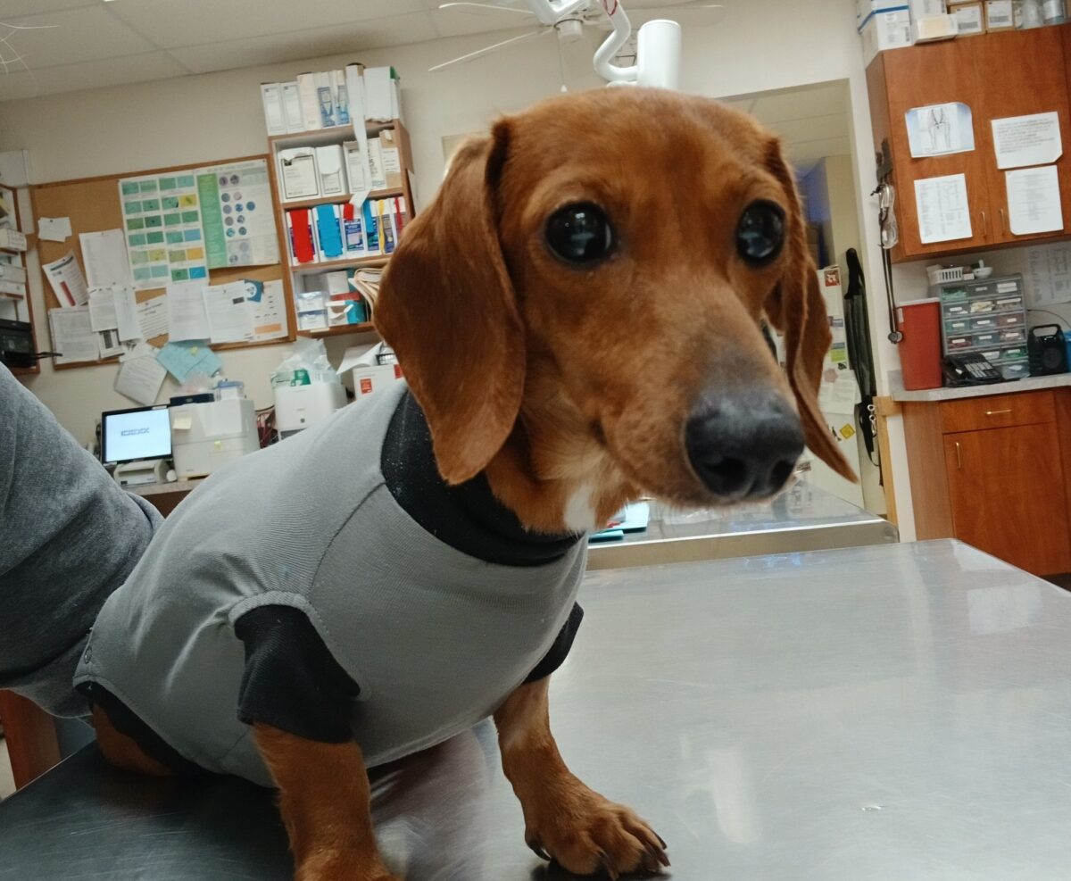 Cassie - The Road Home Animal Project