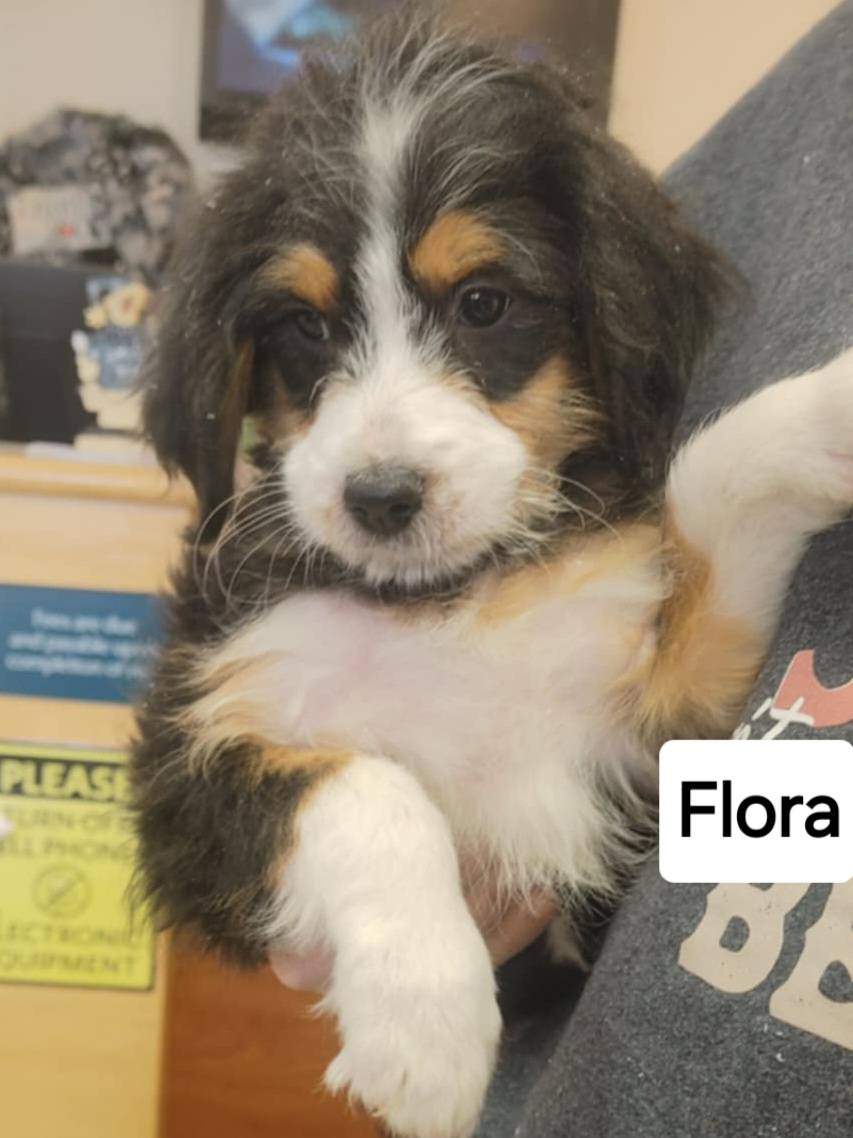 Flora - The Road Home Animal Project