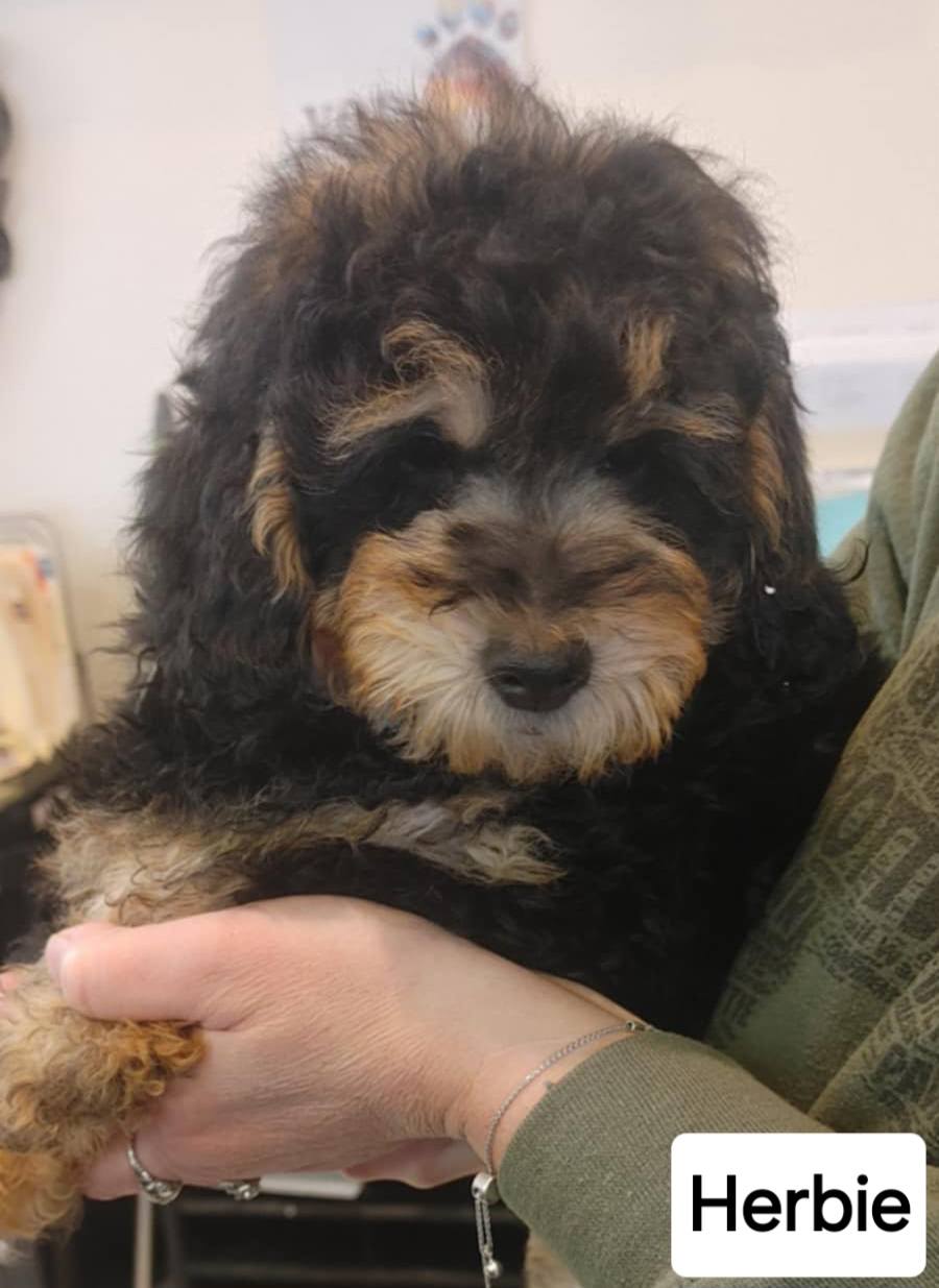 Herbie - The Road Home Animal Project