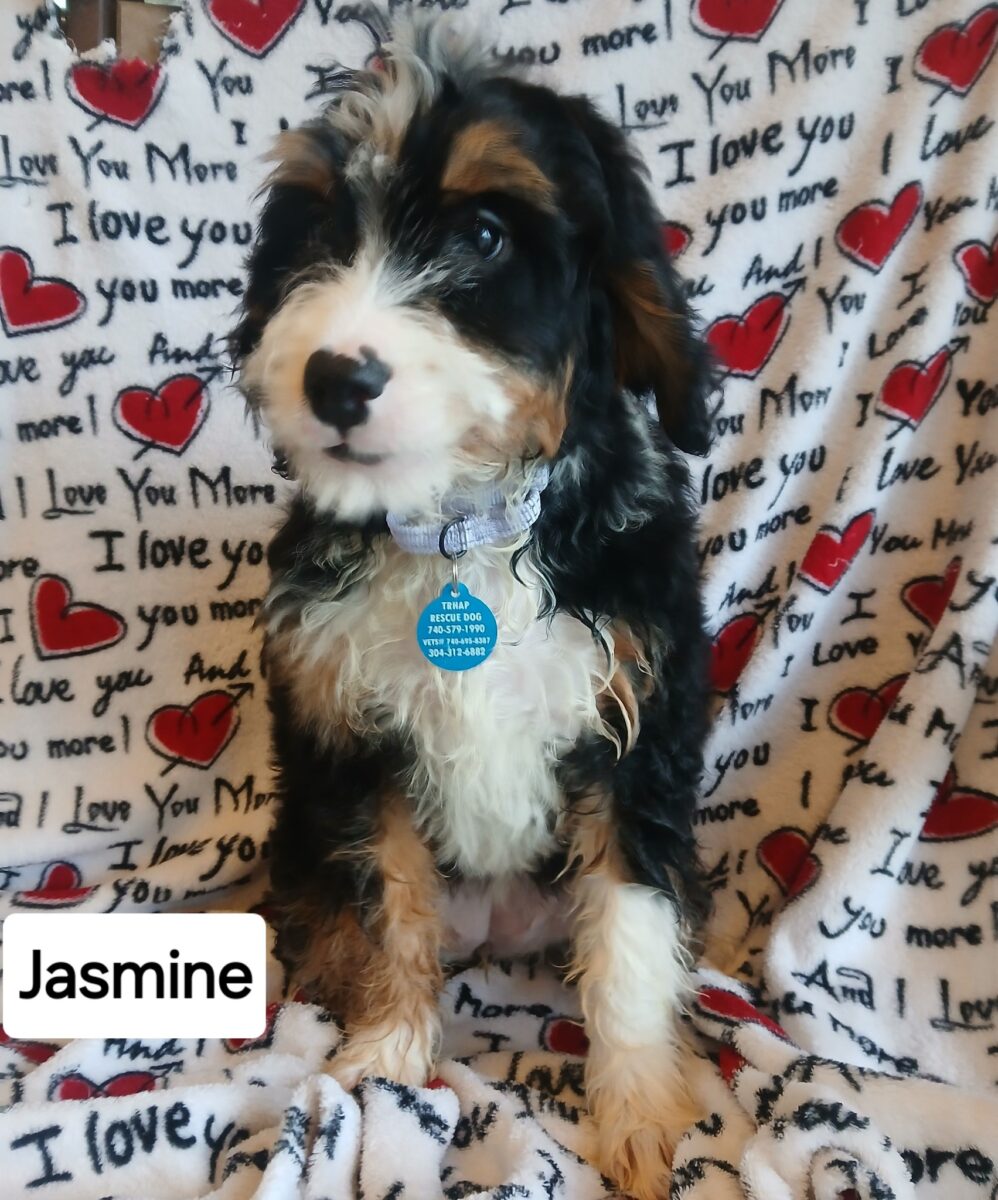 Jasmine - The Road Home Animal Project