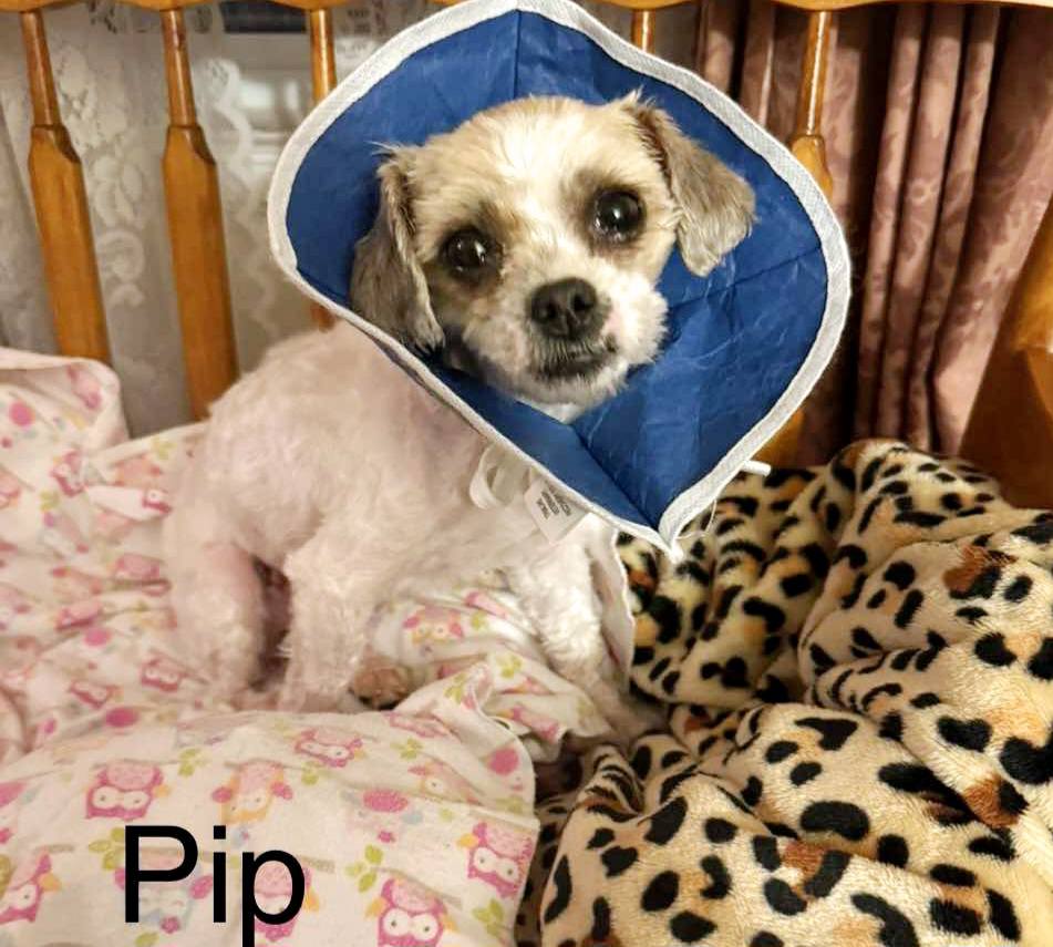 Pip - The Road Home Animal Project