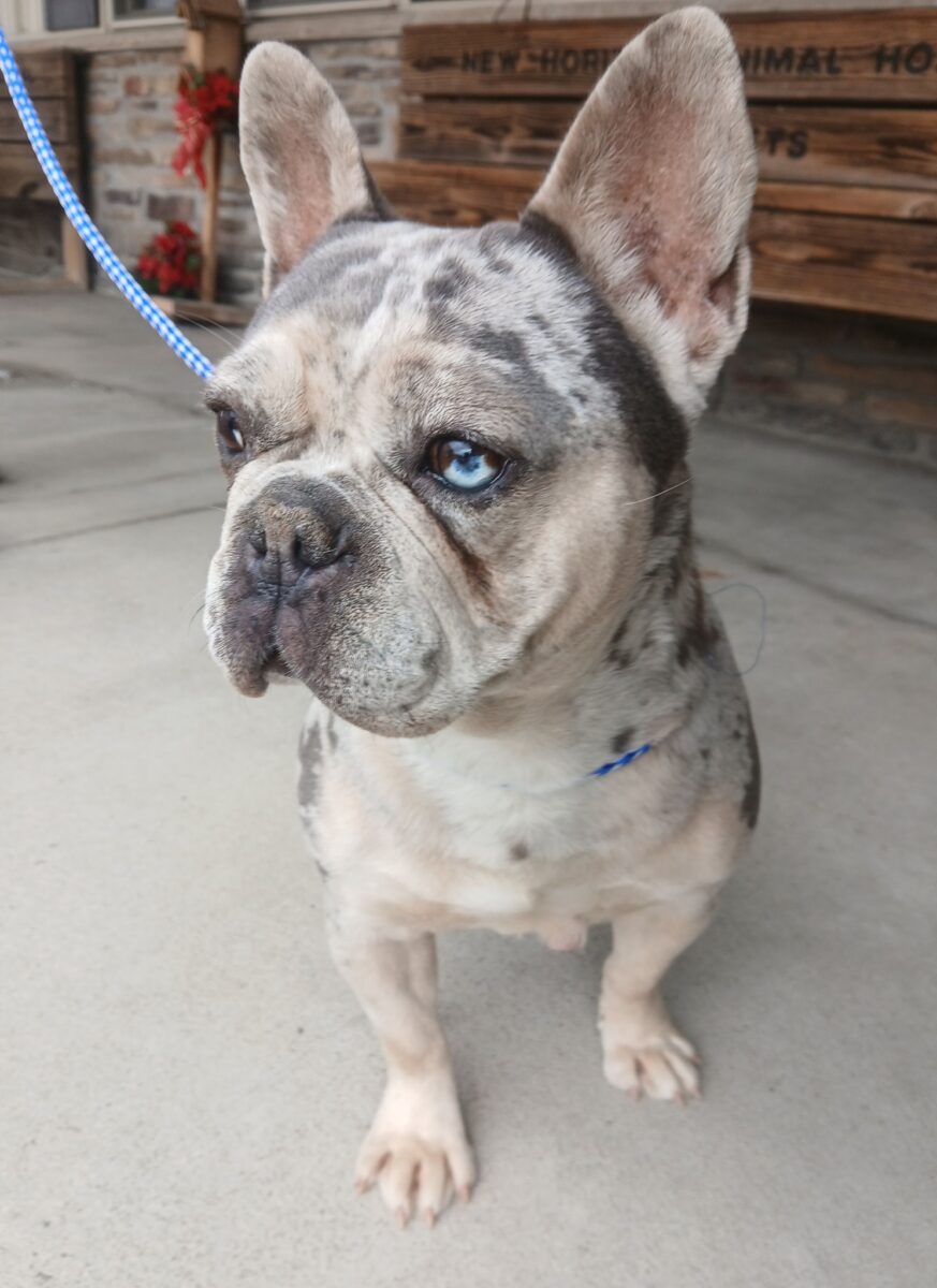 Posie - The Road Home Animal Project